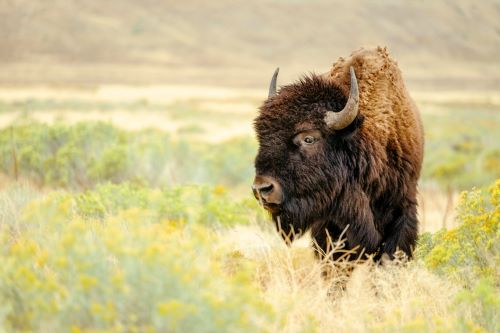 Bison Teachings (All Ages)